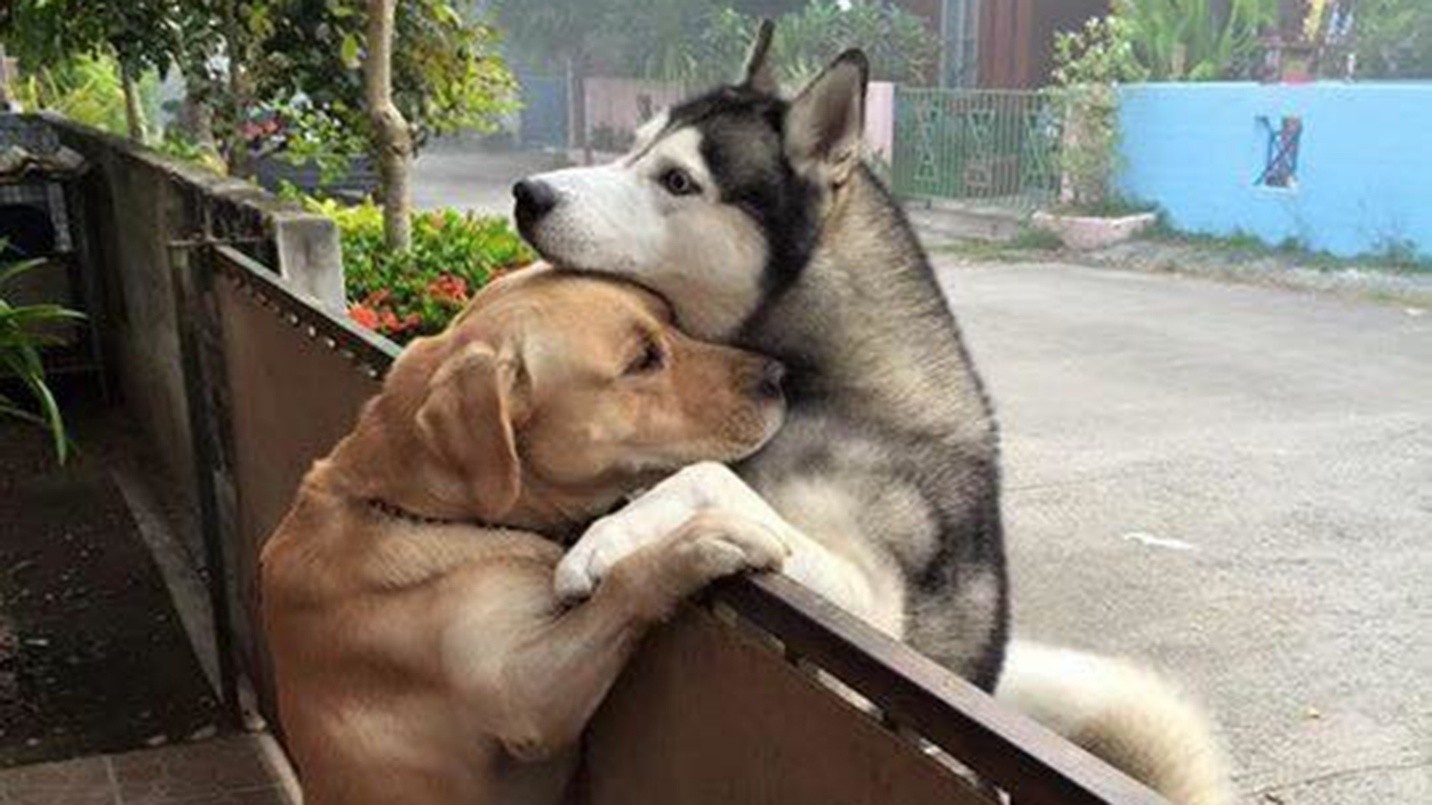 doggos_hugging